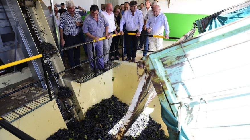 El nuevo establecimiento vitivinícola Raíces de Junín realizo su primera molienda oficial