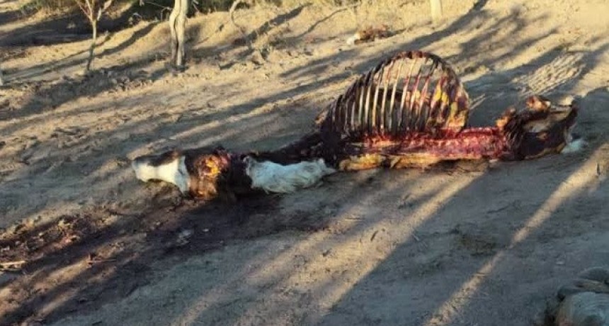 Rivadavia: Robaron una yegua en una finca y la encontraron faenada 