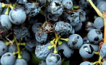 Lobesia botrana: Extienden inscripciones para productores vitícolas