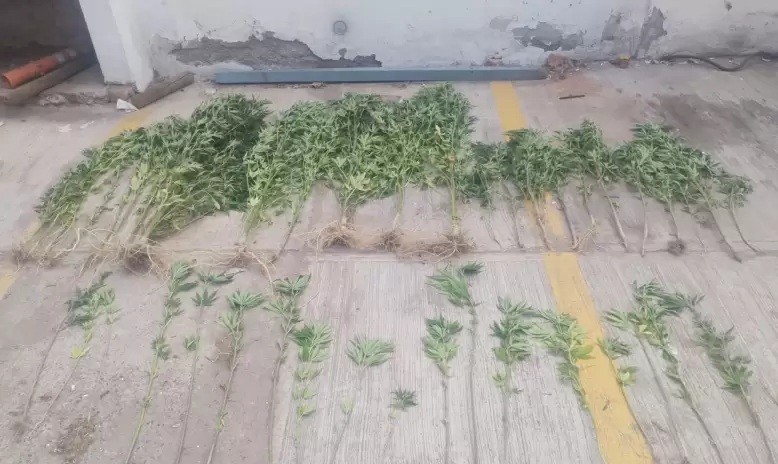 Rivadavia: Se secuestraron 43 plantas de cannabis