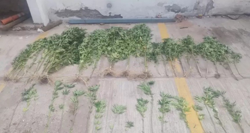 Rivadavia: Se secuestraron 43 plantas de cannabis